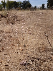 Eriogonum roseum