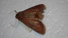 Apamea lateritia