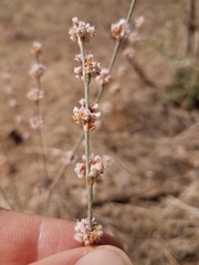 Eriogonum roseum