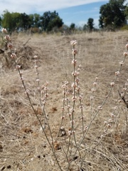 Eriogonum roseum