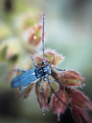 Phytoecia caerulescens