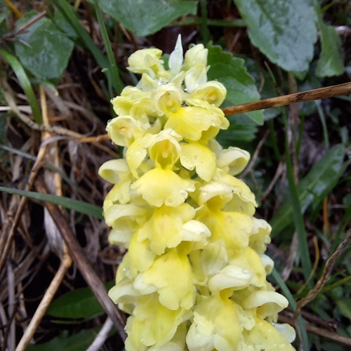 Pale orchid (Orchis pallens)
