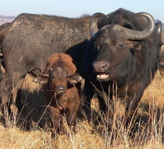 African Buffalo photo 5