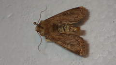 Apamea lateritia
