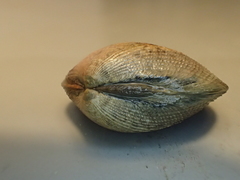 Ruditapes philippinarum