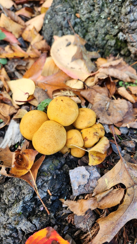Gymnopilus junonius · April 2025 · photo: © squidney8 (iNaturalist, cc0)