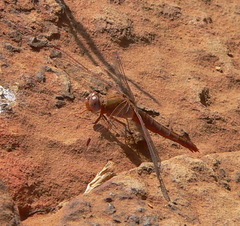 Crocothemis