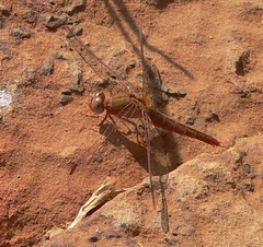 Crocothemis