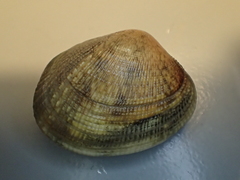 Ruditapes philippinarum