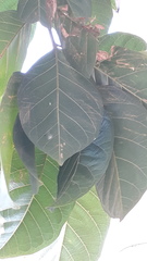 Sterculia rubiginosa