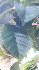 Sterculia rubiginosa
