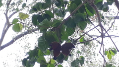 Sterculia rubiginosa