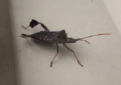 Leptoglossus oppositus