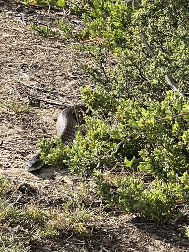 Tiger Snake sighting