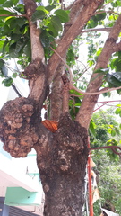 Sterculia rubiginosa