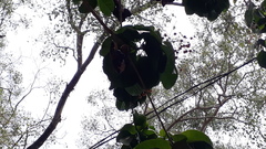 Sterculia rubiginosa