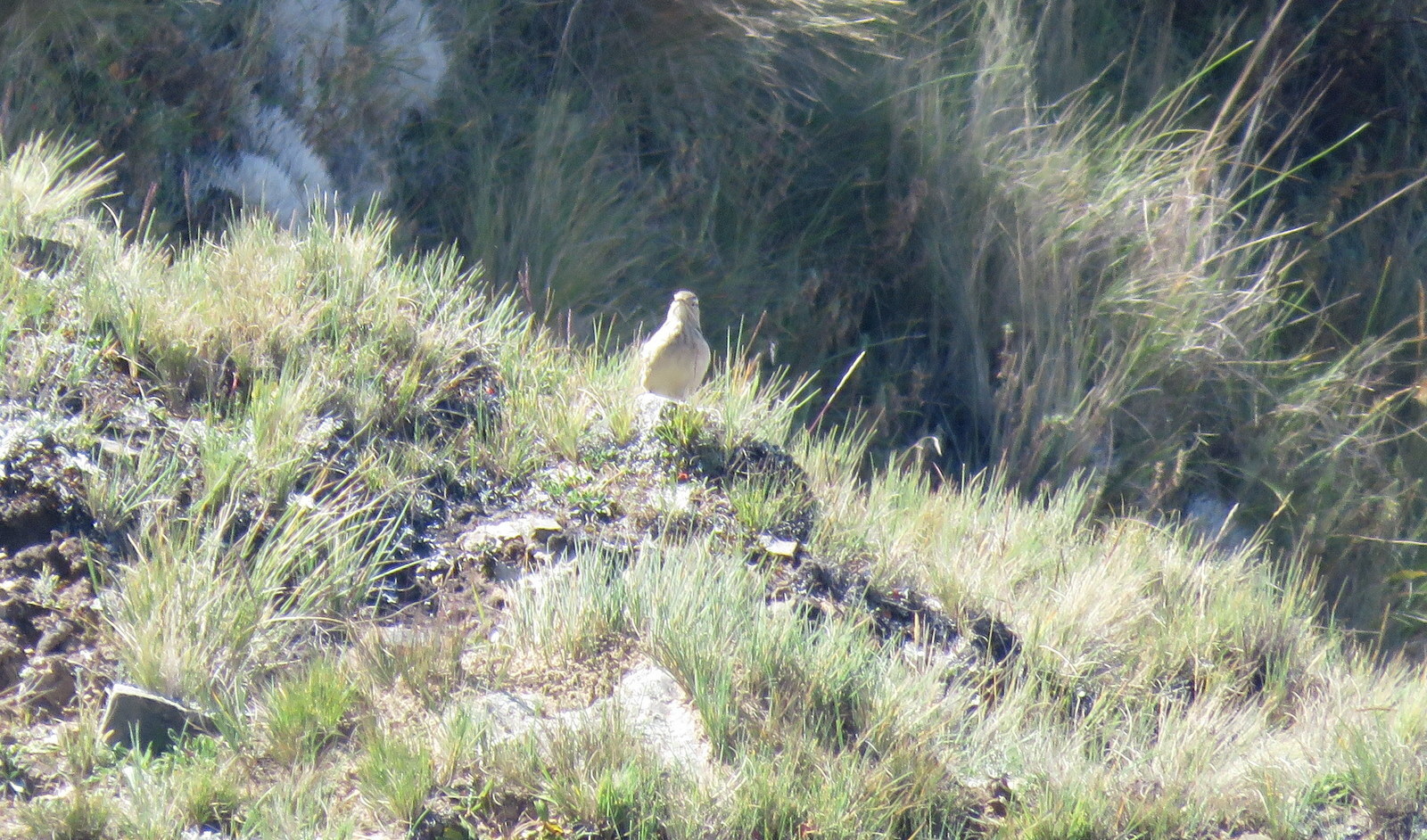 Slender-billed Miner (Geositta tenuirostris), photo 6