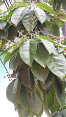 Sterculia rubiginosa