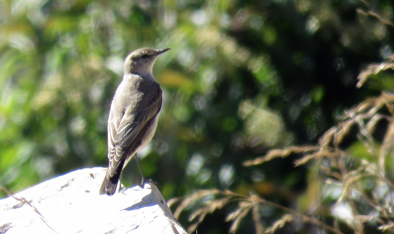 Puna Ground Tyrant (Muscisaxicola juninensis), photo 3