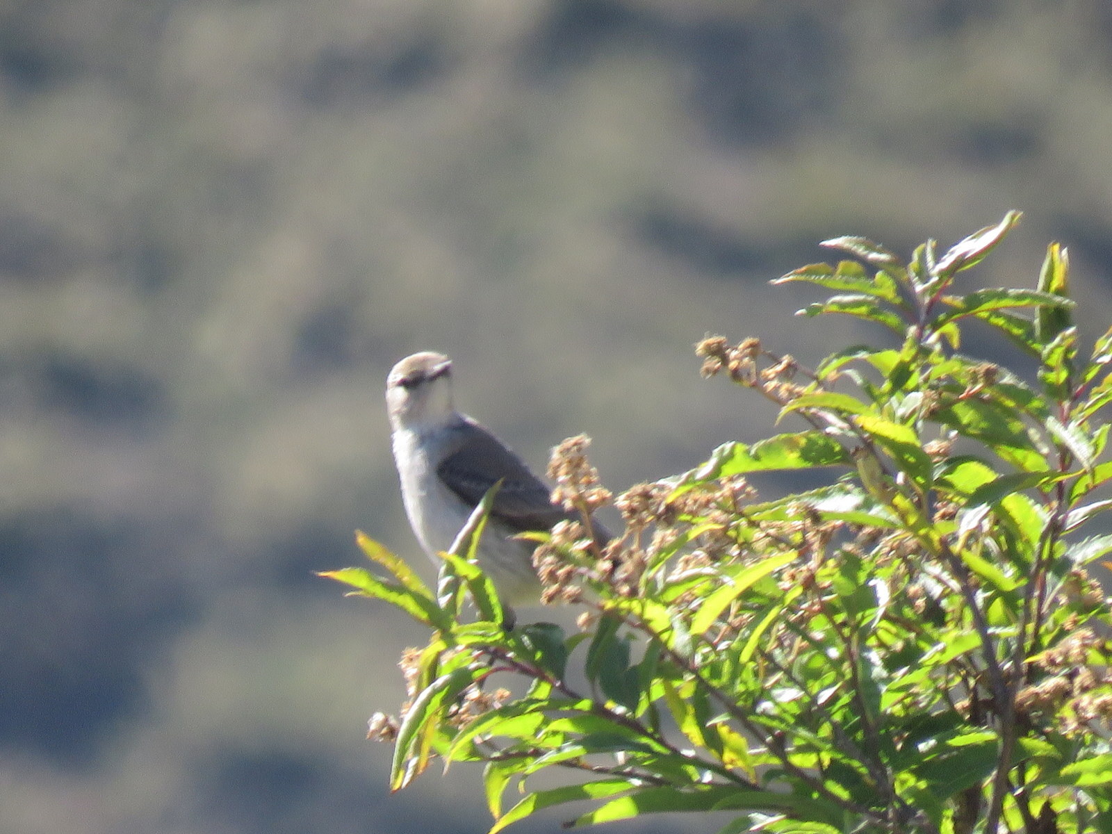 Puna Ground Tyrant (Muscisaxicola juninensis), photo 4