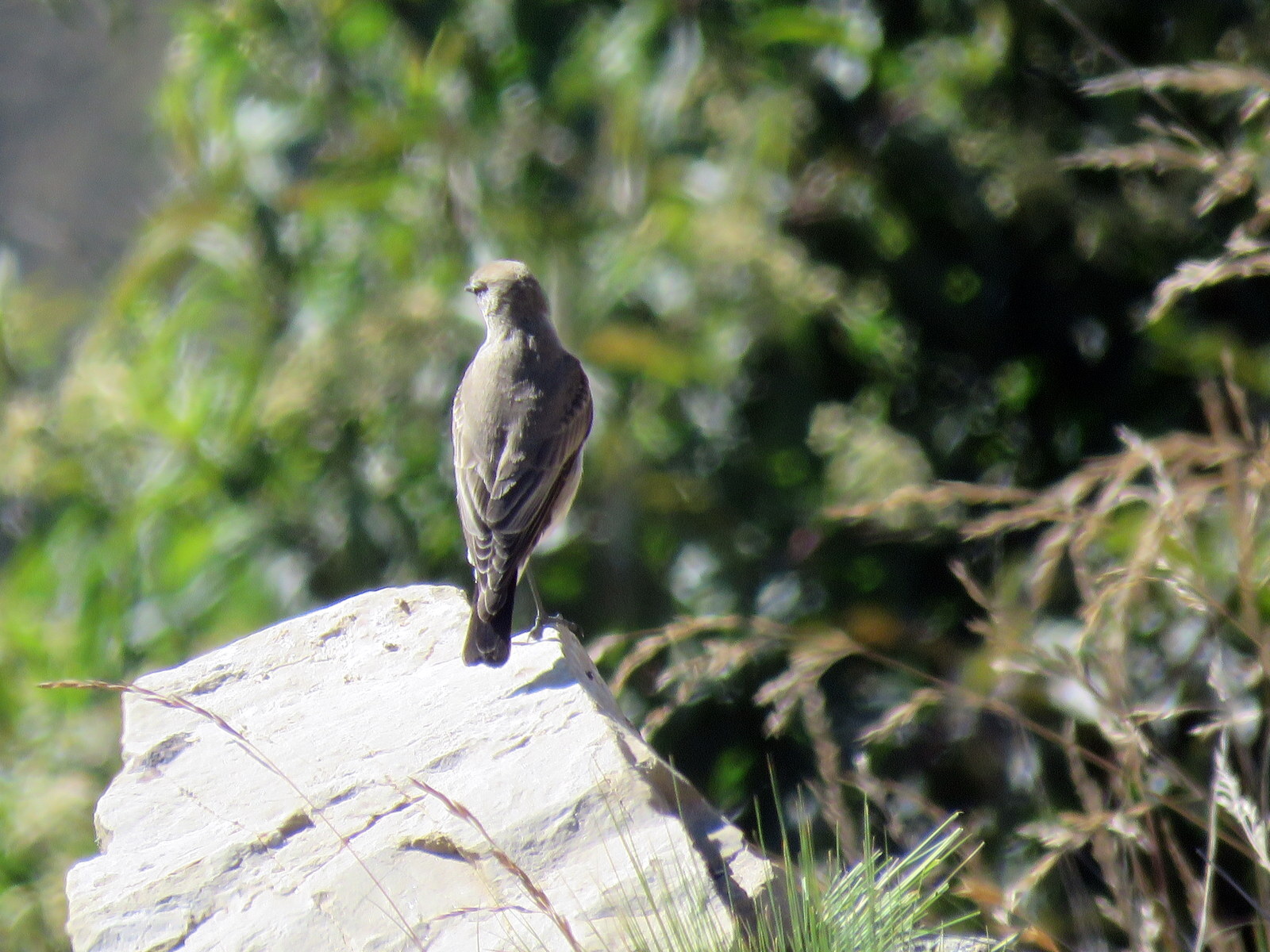 Puna Ground Tyrant (Muscisaxicola juninensis), photo 6