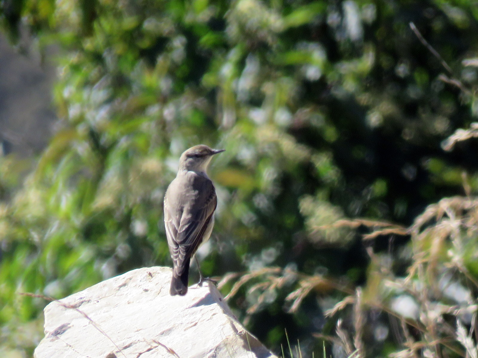 Puna Ground Tyrant (Muscisaxicola juninensis), photo 5