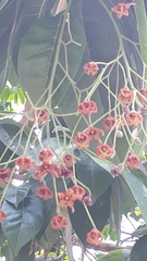 Sterculia rubiginosa