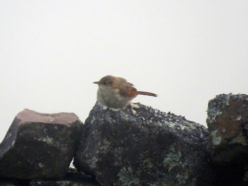 Streak-fronted Thornbird (Phacellodomus striaticeps), photo 9