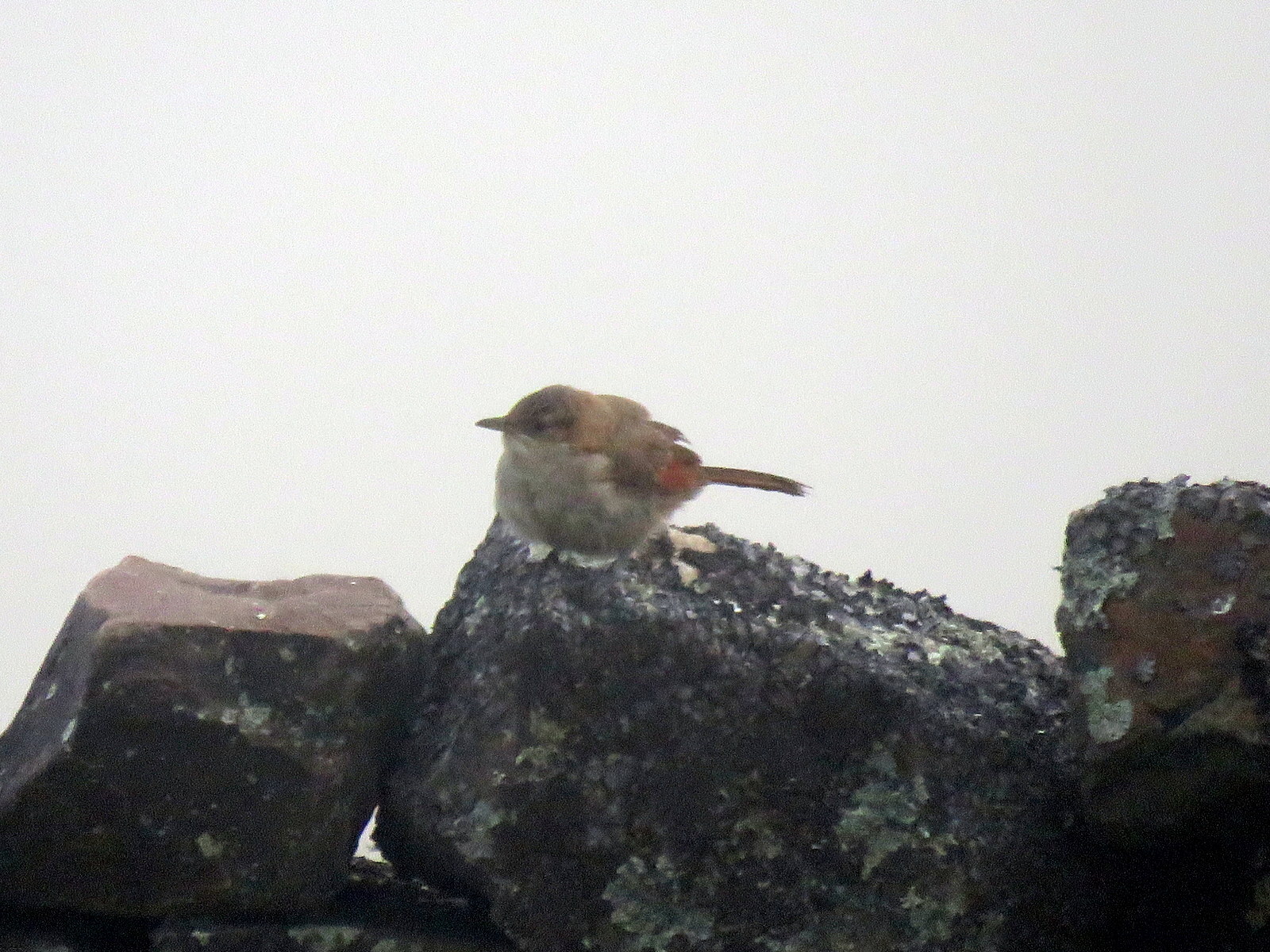 Streak-fronted Thornbird (Phacellodomus striaticeps), photo 6