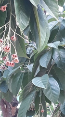 Sterculia rubiginosa