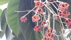 Sterculia rubiginosa