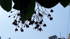 Sterculia rubiginosa