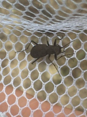 Apterodela unipunctata