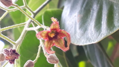 Sterculia rubiginosa
