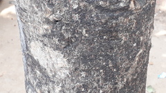 Sterculia rubiginosa