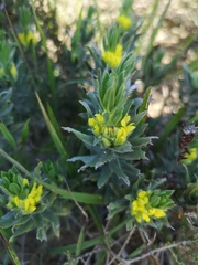 Xiphotheca lanceolata