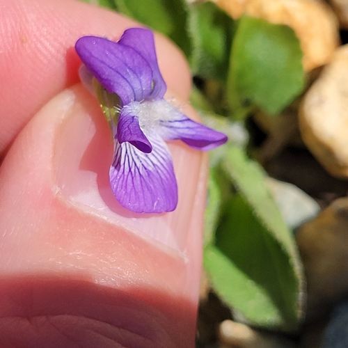 Image of Viola fimbriatula by (c) Matt Pelikan, some rights reserved (CC BY)
