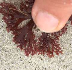 Callophyllis flabellulata