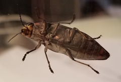 Buprestis laeviventris