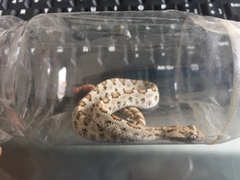 Crotalus enyo