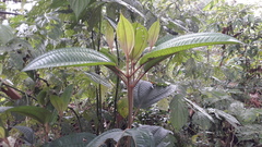Miconia galeottii