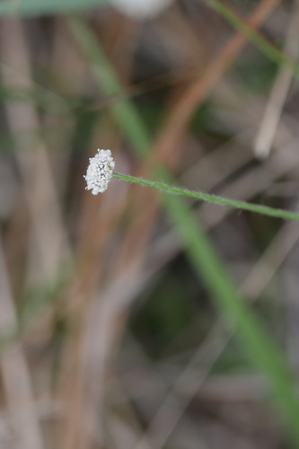 Image of Paepalanthus anceps by (c) Kim, some rights reserved (CC BY)
