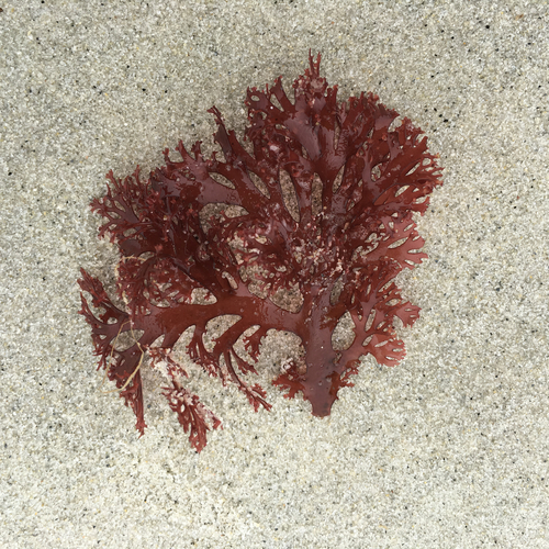 Representative image of Kallymeniaceae