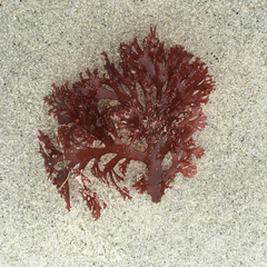 Callophyllis flabellulata