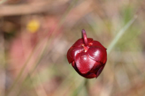 Image of Sarracenia psittacina by (c) Kim, some rights reserved (CC BY)