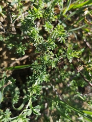 Indigofera digitata