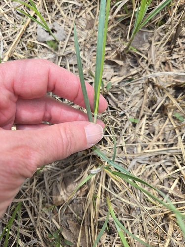 Image of Carex meadii by (c) Edie, some rights reserved (CC BY)