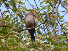 Turdus chiguanco
