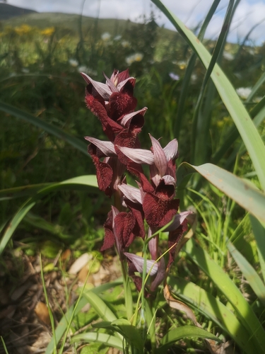 Image of Serapias cordigera by (c) Julien Fougeroux, some rights reserved (CC BY)