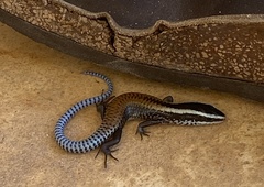 Mayan Black-Headed Skink photo 4